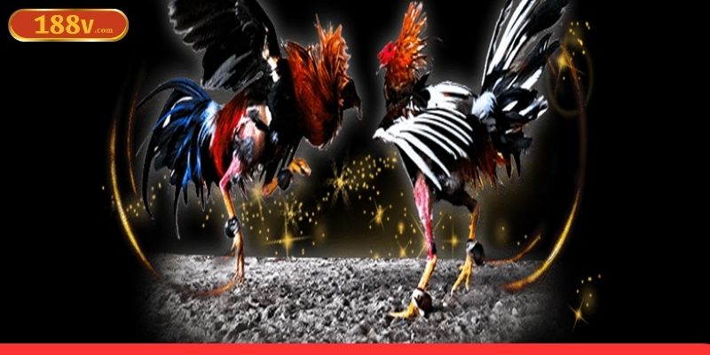 Bet thủ share vài mẹo chơi đá gà online tại nền tảng