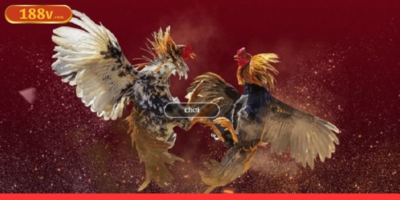 Các nguyên tắc cơ bản khi cược đá gà online