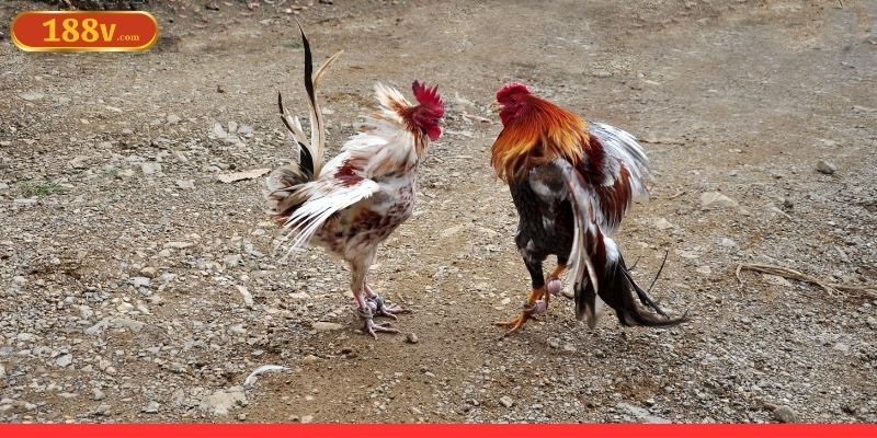 Chiêm nghiệm luật chơi chọi gà cẩn thận là điều cần thiết