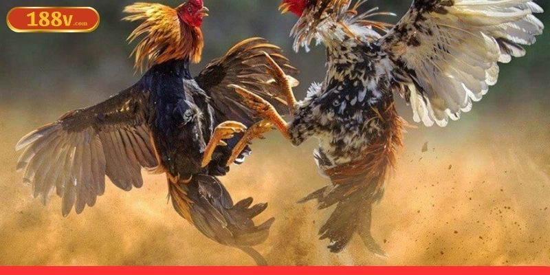 Chiến thuật dự đoán kết quả khi đá gà online