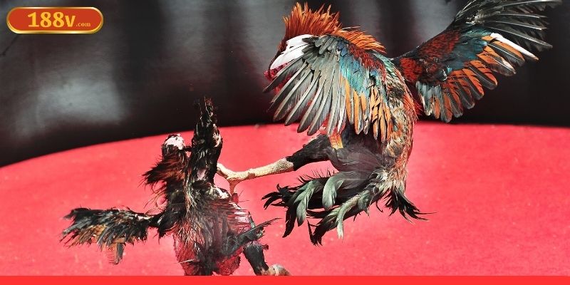 Đá gà 188V và thông tin cơ bản cần phải nắm