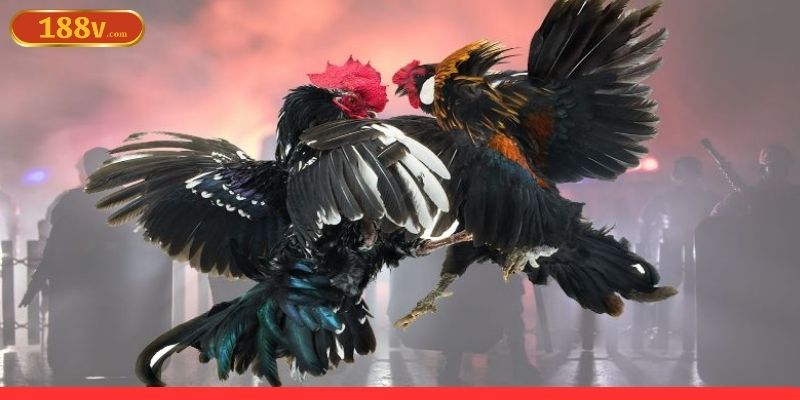 Giới thiệu thủ thuật đá gà trực tuyến tại 188V