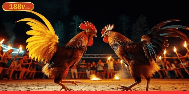 Hướng dẫn cách sử dụng cá cược đá gà online hiệu quả