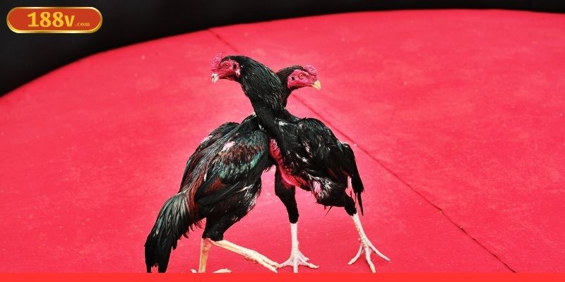 Những hình thức cược không nên bỏ qua tại nền tảng